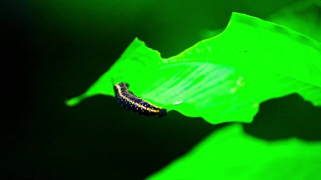 Close Up Shot of Caterpillar on a leaf