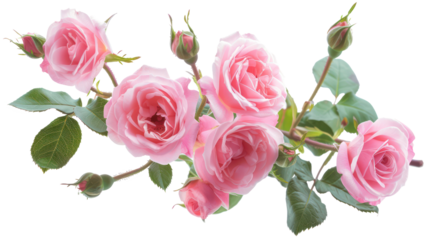 Lush pink roses with green leaves in full bloom, cut out - stock png.