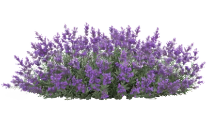 Poster Aromatic purple lavender bush in full bloom on transparent background © Volodymyr