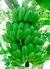 Banana texture natural background