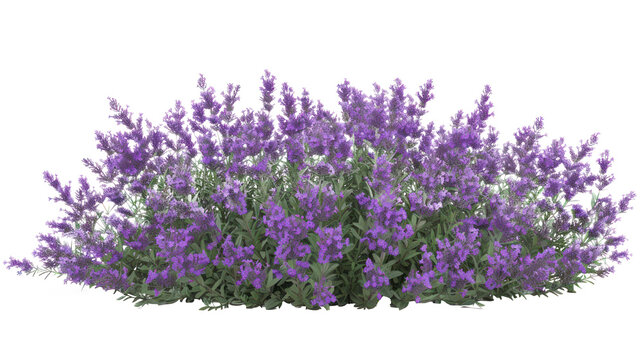 Aromatic purple lavender bush in full bloom, cut out - stock png.