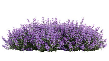 Aromatic purple lavender bush in full bloom, cut out - stock png.