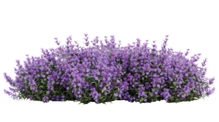 Aromatic purple lavender bush in full bloom, cut out - stock png.