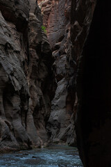 Green shrub clinging to a cliff in the Narrows, Zion National Park, Utah. - obrazy, fototapety, plakaty
