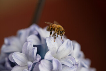 Honeybee on a pale blue hyacinth flower