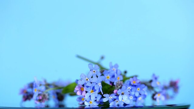 Forget-me-not flowers on a blue background. spring background in blue tones.Blue flowers close-up. Beautiful blue flowers. Spring shade tolerant flowers. 4k footage