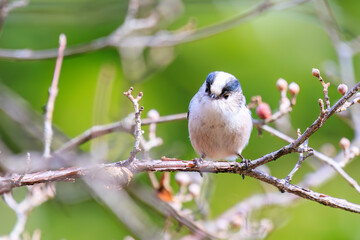 もふもふで可愛いエナガ（エナガ科）。

日本国東京都文京区、小石川植物園にて。
2024年2月11日撮影。

Fluffy and Lovely long-tailed tit (Aegithalos caudatus, family comprising tits).

At Koishikawa botanical garden, Bunkyo-ku, Tokyo, Japan,
photo 