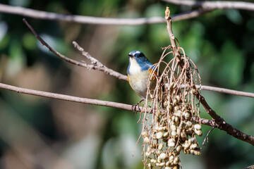 木の実を食べる幸せの青い鳥、可愛いルリビタキ（ヒタキ科）。

日本国東京都文京区、小石川植物園にて。
2024年2月11日撮影。

A happy blue bird, the lovely Red-flanked Bluetail (Tarsiger cyanurus, family comprising flycatchers) eating nuts.

At Koishikawa bota