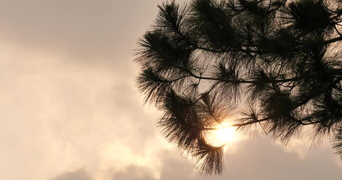 (Pinus merkusii)Silhouette of a pine tree with a beautiful sunset, pine tree with a big sun
