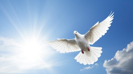 Obraz premium White dove flying .Dove in the air with wings wide open in the bright blue sky