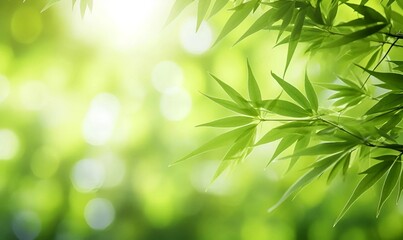Fototapeta na wymiar Green leaf bamboo background with sunshine