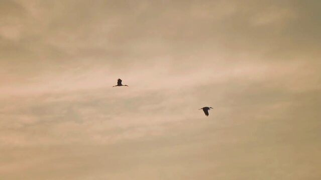 Bird flock flying on sky sunset background in countryside