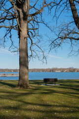 tree and bench in the park