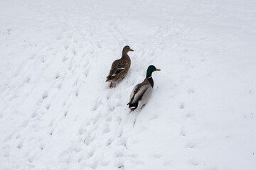 ducks in the snow