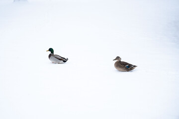 ducks in the snow