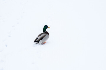 duck on ice