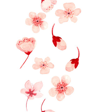 Watercolor hand drawn pink sakura flower seamless vertical pattern isolated on white