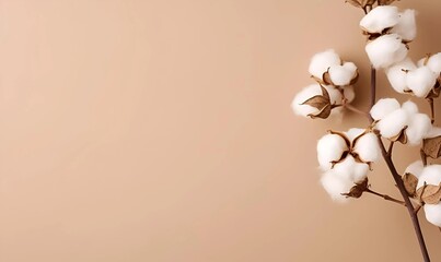 Naklejka na ściany i meble Dried fluffy cotton flower branch on black background copy space