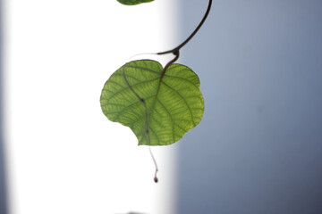 green kiwi tree leaf