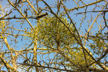 mistletoe in an apple tree