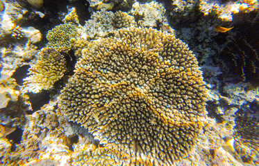coral in the red sea for background