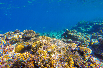 coral in the red sea for background