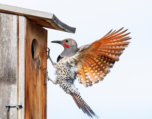 Northern Flickers in action around a nesting box.
