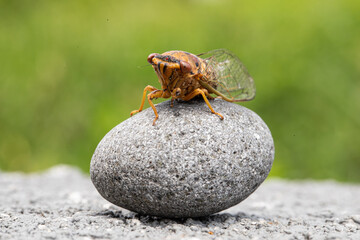 Close-up image of cicada. It is part of Brood X 17-year cicadas 