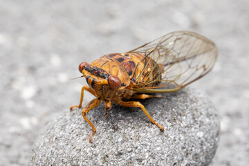 Obraz premium Closeup image of cicada. 