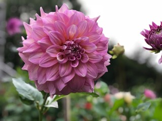 Pink Dahlia Flower 