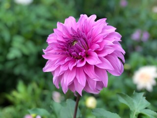 Pink Dahlia Flower 