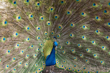 Obraz premium Peacock4