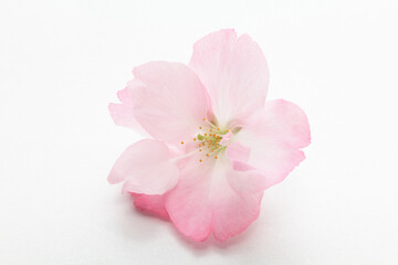 白背景の一輪の桜