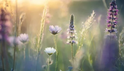 Zelfklevend Fotobehang lavender field in the morning © Nguyen