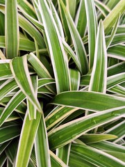 Obraz premium Garden in green