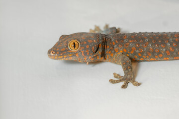 Big tokay gecko crawling on flat white wall, white background