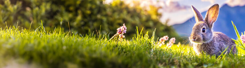 草むらの中で遊ぶうさぎ
