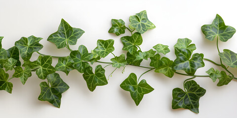 Ivy on white background cutout, suitable for use in graphic design, home decor, and nature-themed projects.