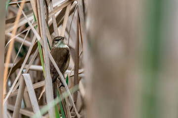 Alder Flycatcher in grassland of Chilika, India
