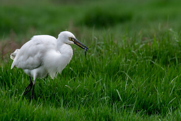 Little Egret with catch at Chilika Lake, India