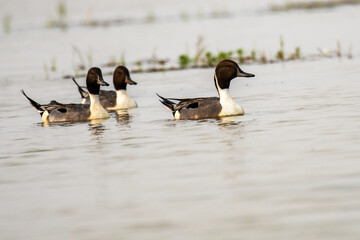 Northern Pintail in  Chilika lake, India