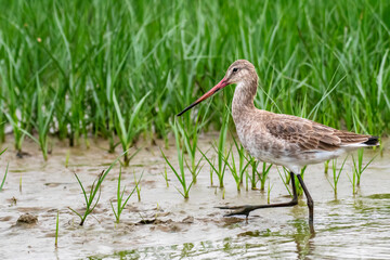 Hudsonian Godwit in  Chilika Lake, India