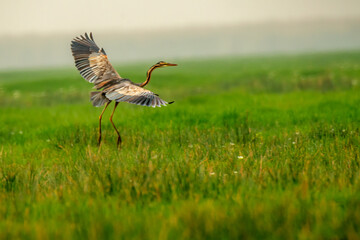 Purple Heron on flying mode at Chilika Lake