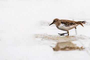 Temminck's Stint in Chilika lake , India.
