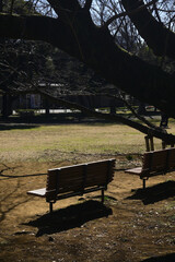 冬の公園のベンチ