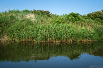 Common reed (Latin Phragmites australis) in a coastal lake on the site of a former amber quarry in the village of Yantarny on a sunny day, Kaliningrad region, Russia