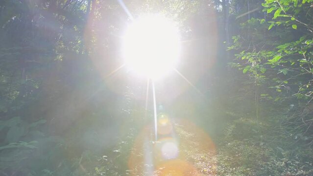 Bamboo forest in Thailand is fertile.