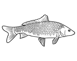 fish line vector illustration