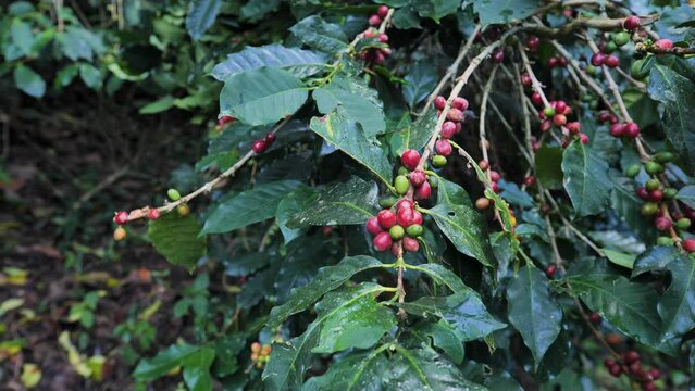 Coffee, ripe red cherries, ready to harvest.