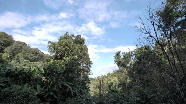Bamboo forest in Thailand is fertile.